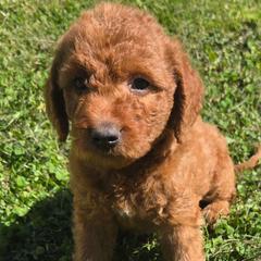Cody - Red male Labradoodle puppy in Clinton, Ohio from P&L Doodles