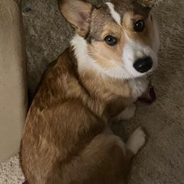 Roxie - Pembroke Welsh Corgi