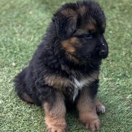 Felix - Black and red male German Shepherd puppy in Charlottesville, Virginia from AB_Elite_GSD