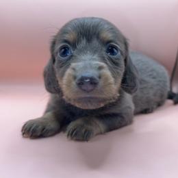 Orín - Gray (blue) and tan male Dachshund puppy in Barstow, California from Kindle & Burrow Dachshunds