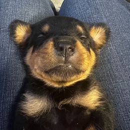 Rottweilers from JHB Rottweilers