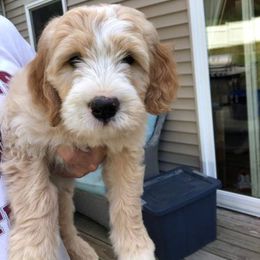 Bernedoodle and Goldendoodle Puppies from Saratoga Goldendoodles