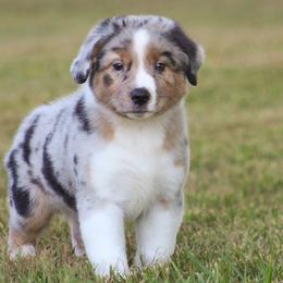 Finn - Blue merle male Miniature American Shepherd puppy in Palacios, Texas from Coastal’s Miniature American Shepherds