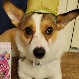 Pembroke Welsh Corgis from Kams Corgis