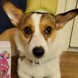 Pembroke Welsh Corgis from Kams Corgis