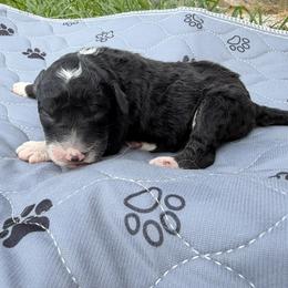 Kidney - Orange - Black and white male Aussiedoodle puppy in Eolia, Missouri from Barefoot Kennel