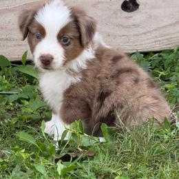 RMM5 - Red merle male Toy Australian Shepherd puppy in Pryor Creek, Oklahoma from DK’s Littles & Co