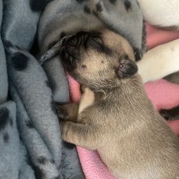 Boy 2 - French Bulldog puppy in Viera, Florida from The French Amigos