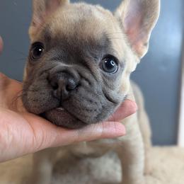 Gremmie - Blue fawn female French Bulldog puppy in Rochester, New York from Upstate Champion Kennels