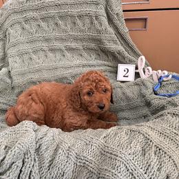 Boy 2 - Apricot male Goldendoodle puppy in Hudson, Indiana from Kim’s Doodles