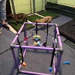 Greyhound Puppies from ARK Kennels