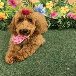 Venus - Red  Poodle puppy in Greensoboro, North Carolina from Jeter's Pick of the Litter