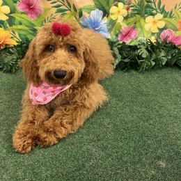 Venus - Red  Poodle puppy in Greensoboro, North Carolina from Jeter's Pick of the Litter