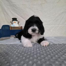 Glitter - Black and white female Sheepadoodle puppy in Weatherford, Texas from Oodles of poodles and doodles