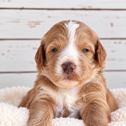 Gravy - Red  male Goldendoodle puppy in Atwood, Oklahoma from Luxe Doodle Haven