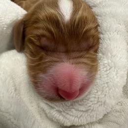 Flounder - Red  male Goldendoodle puppy in Chino Valley, Arizona from Whiskey Row Royals