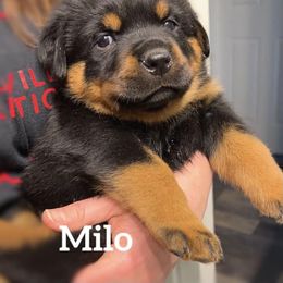 Rottweiler Puppies from Alpha Co. Rottweilers