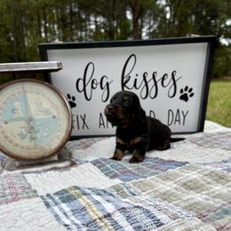 Black and tan female - Black and tan female Dachshund puppy in Ozark, Alabama from Honey Hill Dachshunds