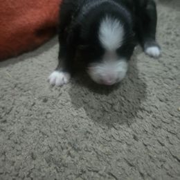 Miniature Australian Shepherd Puppies from Candice Stenka