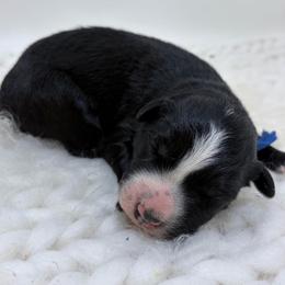 Cubby - Blue Collar - Black & white male Australian Shepherd puppy in San Marcos, California from Faith Family Freedom Farm
