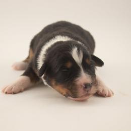 Hopper - Black tri-color male Australian Shepherd puppy in Placerville, California from BFF Aussies