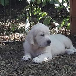 Golden Retriever Puppies from Huckaby’s English Golden Retrievers