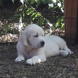 Golden Retriever Puppies from Huckaby’s English Golden Retrievers