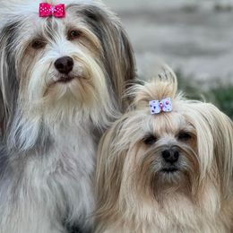 Havanese from Arrow Hope Farms