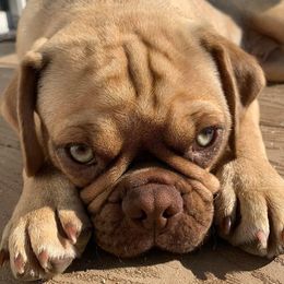 Finley - Pug