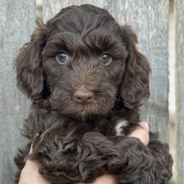 Girl 2 - Chocolate female Goldendoodle puppy in Snohomish, Washington from Doodles of Snohomish