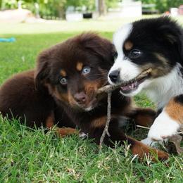 Boy 1 - Red tri male Miniature Australian Shepherd puppy in Lawton, Oklahoma from Lindsey’s Aussies