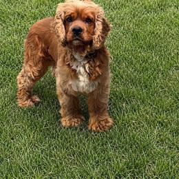 Bentley - Cocker Spaniel