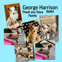 George Harrison - Red merle male Australian Shepherd puppy in Mid West, Illinois from Water's Edge Aussies