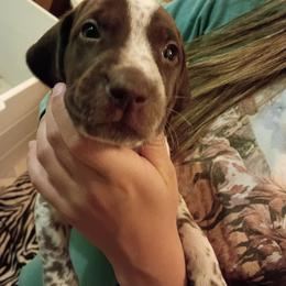 Mint collar - Liver and white female German Shorthaired Pointer puppy in Riverdale, Michigan from Ninemire Farm