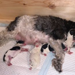 Miniature Schnauzer Puppies from JC Parti Schnauzers