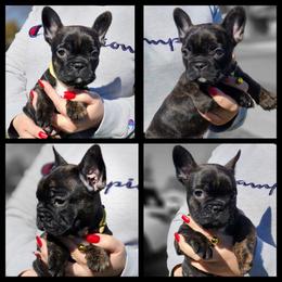 French Bulldog Puppies from Danielle's Frenchies
