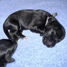Brix - Black and white male Portuguese Water Dog puppy in Colorado Springs, Colorado from Melissa's Portuguese Water Dogs