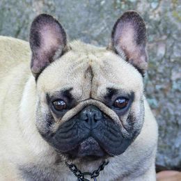 Wasaby - French Bulldog
