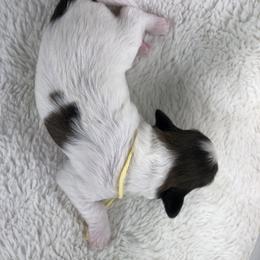 Dachshund and Papillon Puppies from Okie Puppies