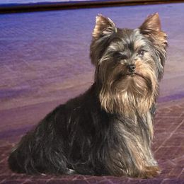 Bonnie - Yorkshire Terrier