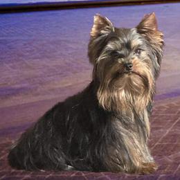 Bonnie - Yorkshire Terrier