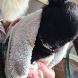 Pomeranian Puppies from Merri's Pom's