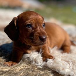 Maple - Red female Dachshund puppy in Purdy, Missouri from Shotgun Pups