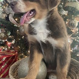 Australian Shepherd Puppies from Mundo Farm Aussies