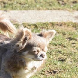 Olive - Chihuahua