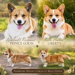 Girl 3 - Red female Pembroke Welsh Corgi puppy in Yulee, Florida from Pembroke Welsh Corgis at Belle Haven