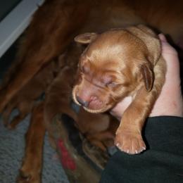 Purple - Dark golden female Golden Retriever puppy in Merino, Colorado from High Plains Goldens