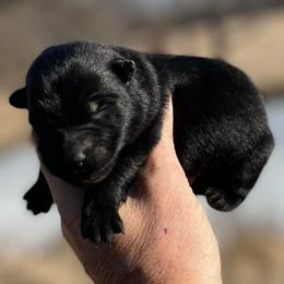Tinley - Black female German Shepherd puppy in Milan, Illinois from Stonewick German Shepherds