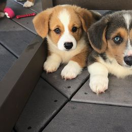 Pembroke Welsh Corgi Puppies from Miss Red's Corgi Farm