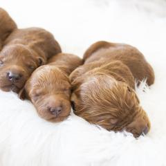 Goldendoodle, Irish Doodle, Labradoodle, and Poodle Puppies from Desert Doodles